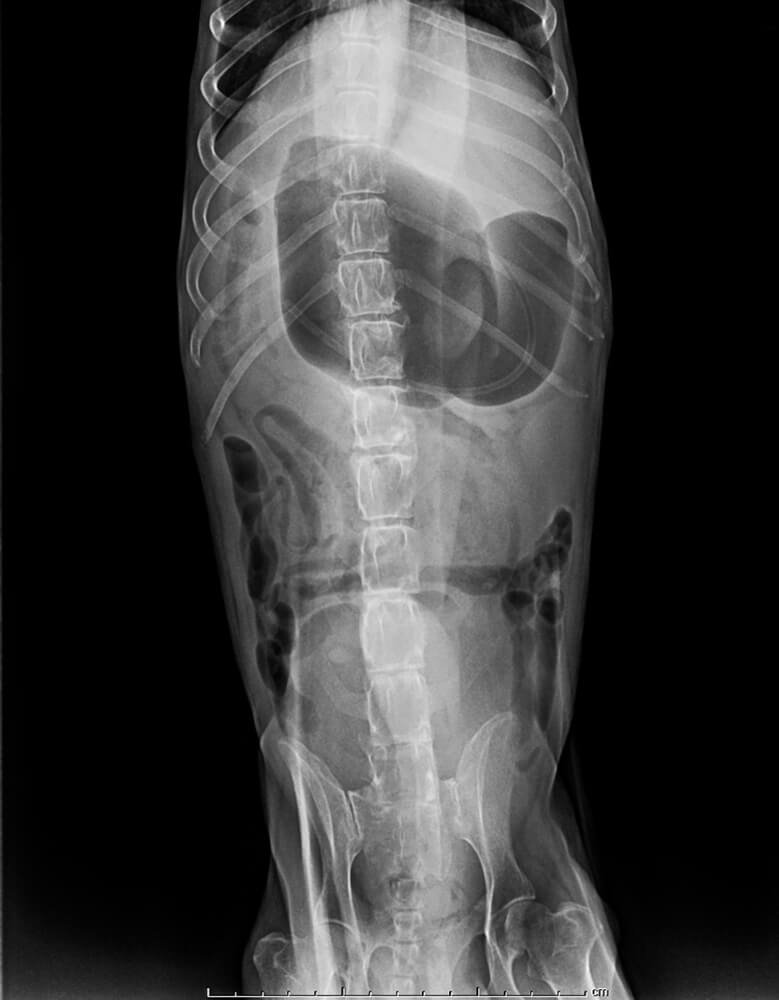 Magendrehung beim Hund Röntgen Röntgenbild