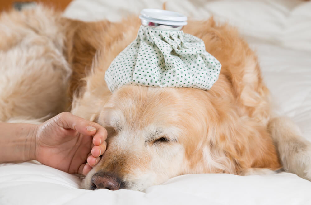 Hund erkältet Niesen