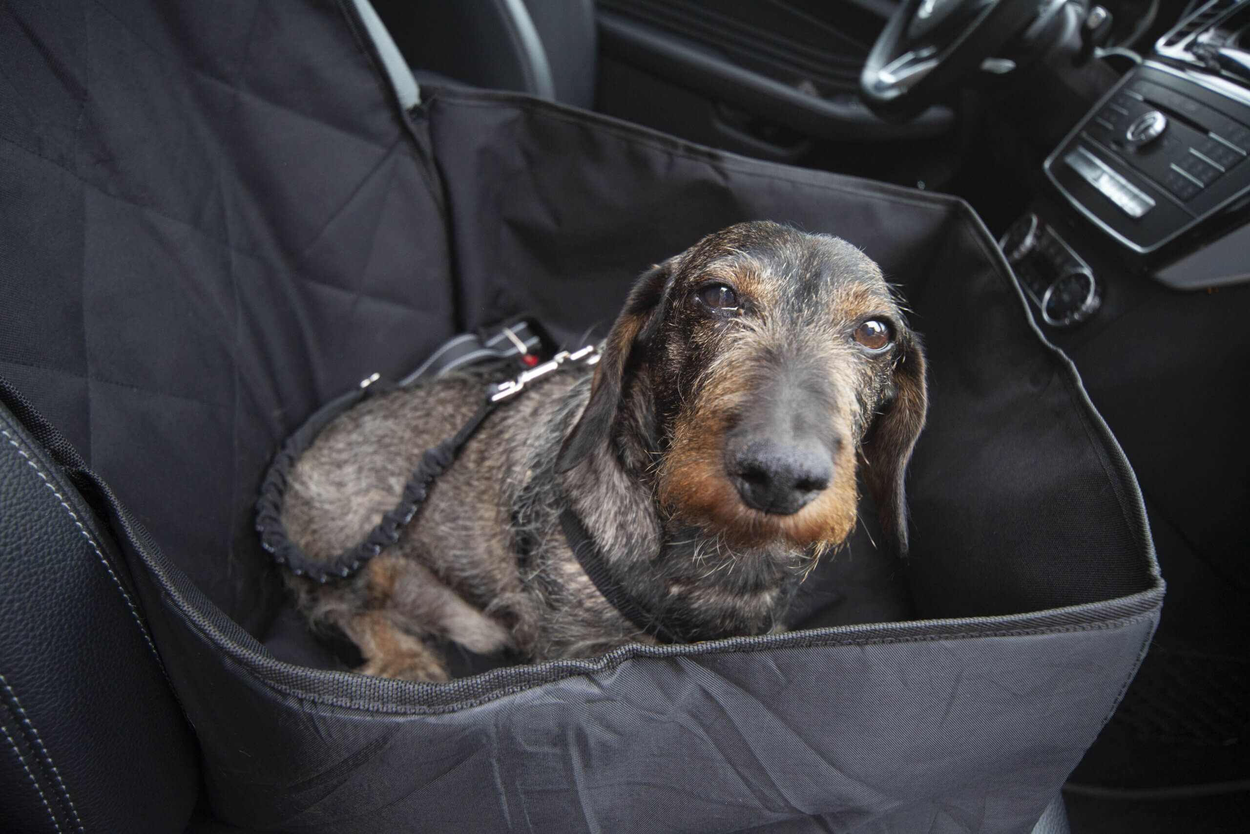 Autositz für Hunde richtige Nutzung