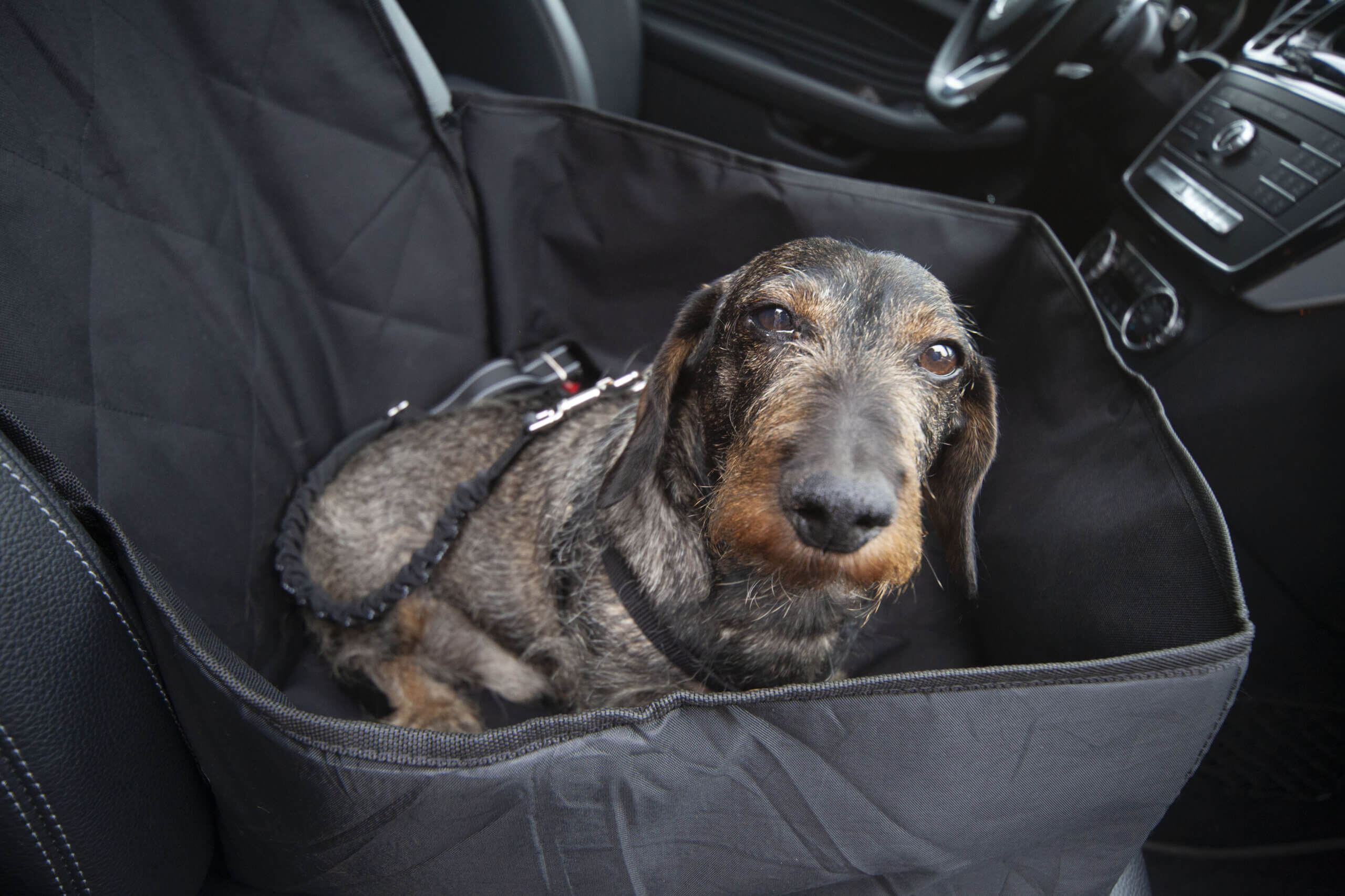 Autositz für Hunde - so transportierst Du einen kleinen Hund - Floxik  Premium Hundeprodukte