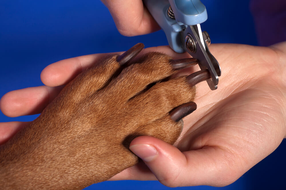 Krallen schneiden beim Hund Probleme