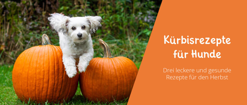 Kürbisrezepte für Hunde Rezepte mit Kürbis