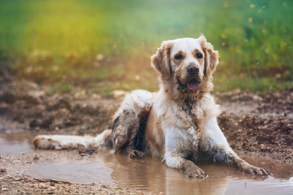 Hund stinkt nasses Fell Tipps