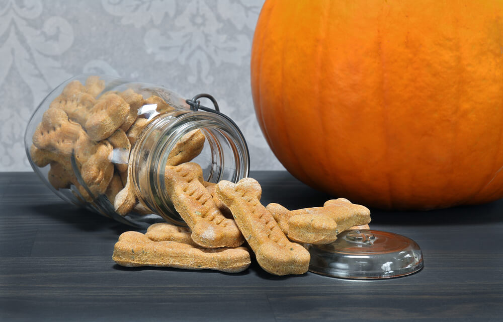 Kürbisrezepte für Hunde Hundekekse Kürbis Rezept