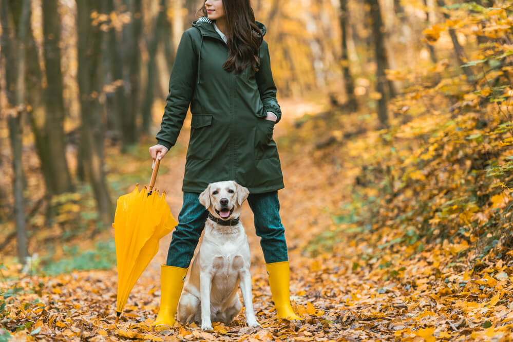 Herbstwanderungen mit Hund