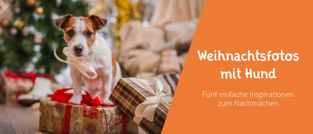 Weihnachtliche Fotos mit Hund Ideen