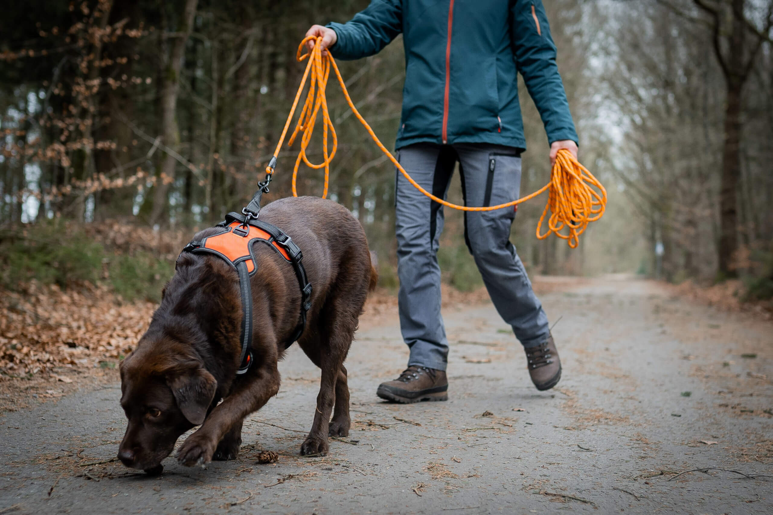 Hund schüttelt sich Gerüche aufschütteln 