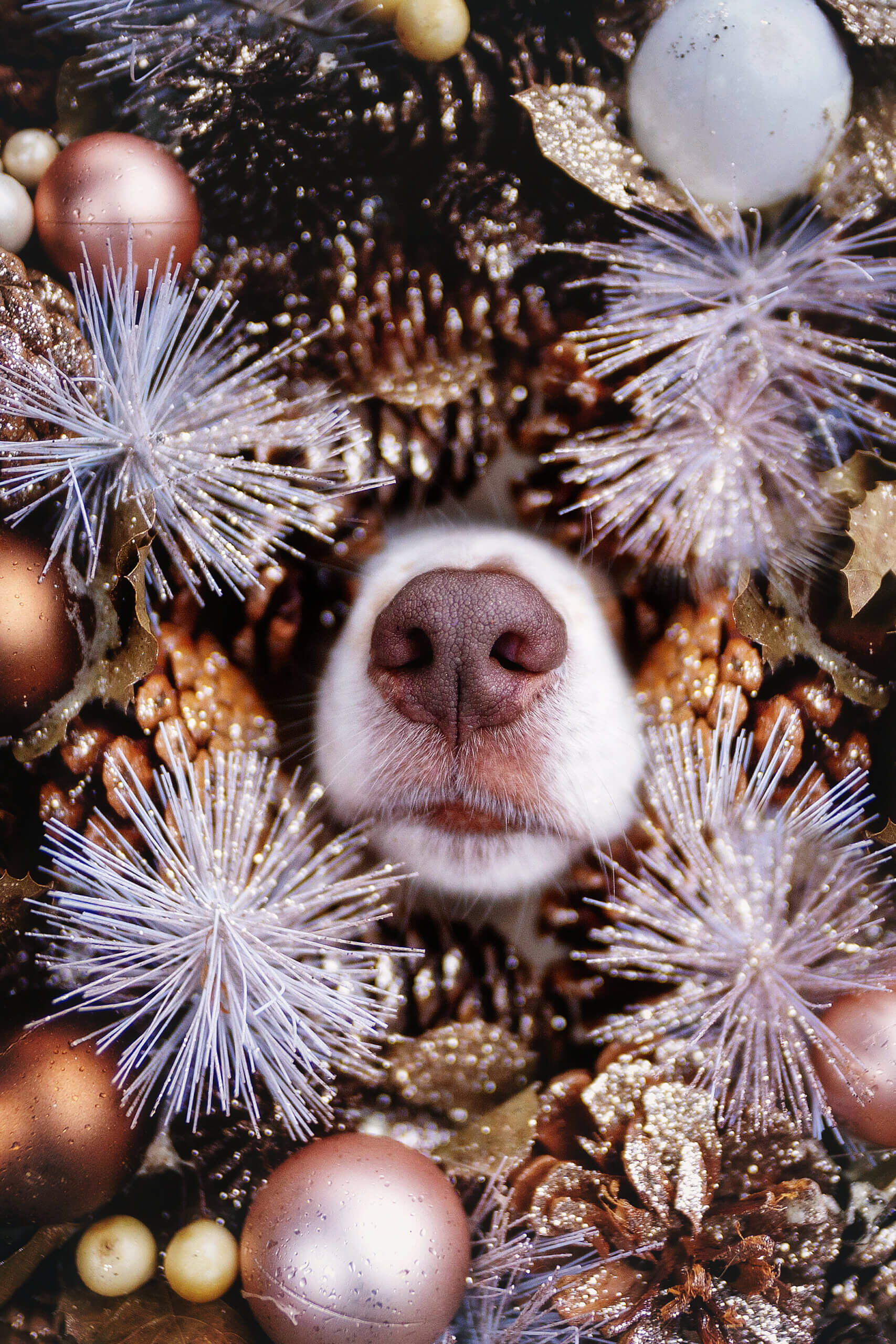 Hund Weihnachten Fotos Inspo