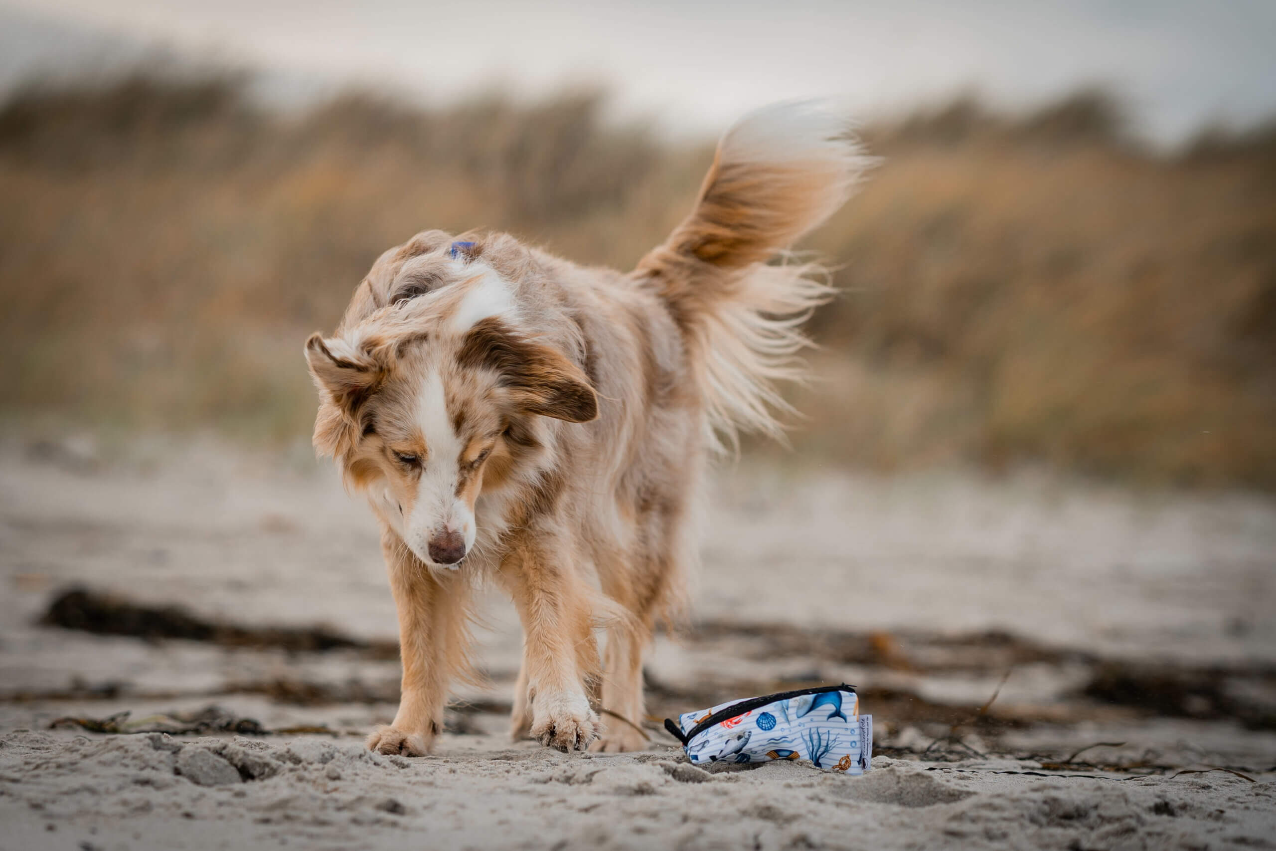 Futterdummy für Hunde Trainingstipps