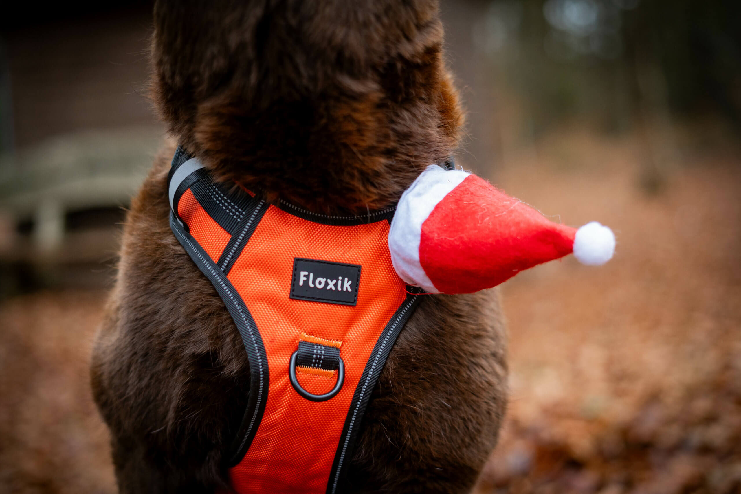 Weihnachtsgeschenke für Hunde