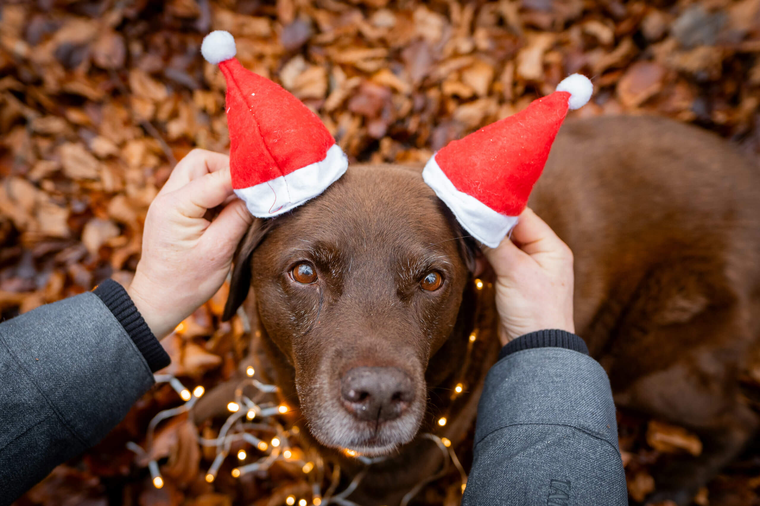 Weihnachtliche Hundefotos