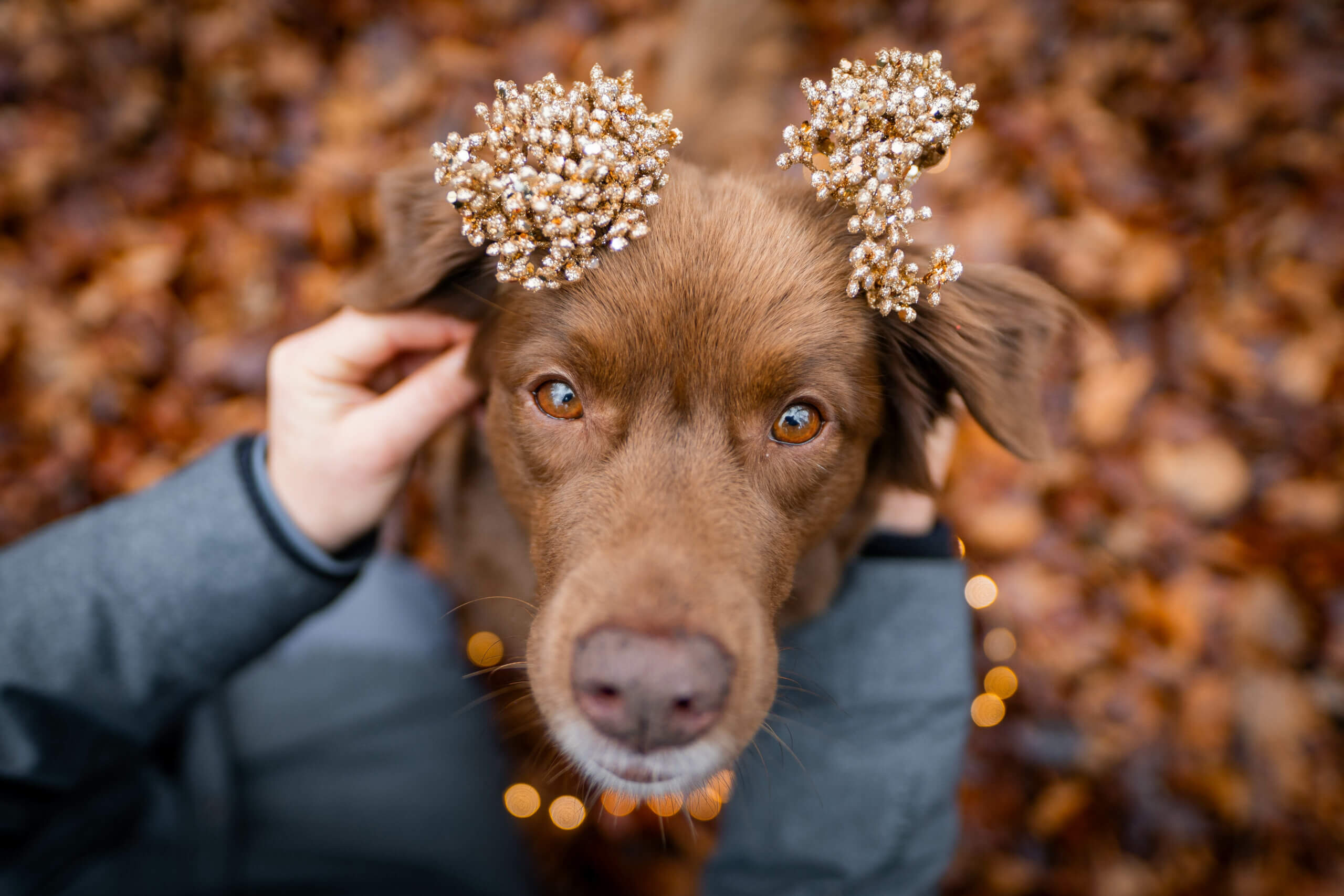 Hundefotos Weihnachten