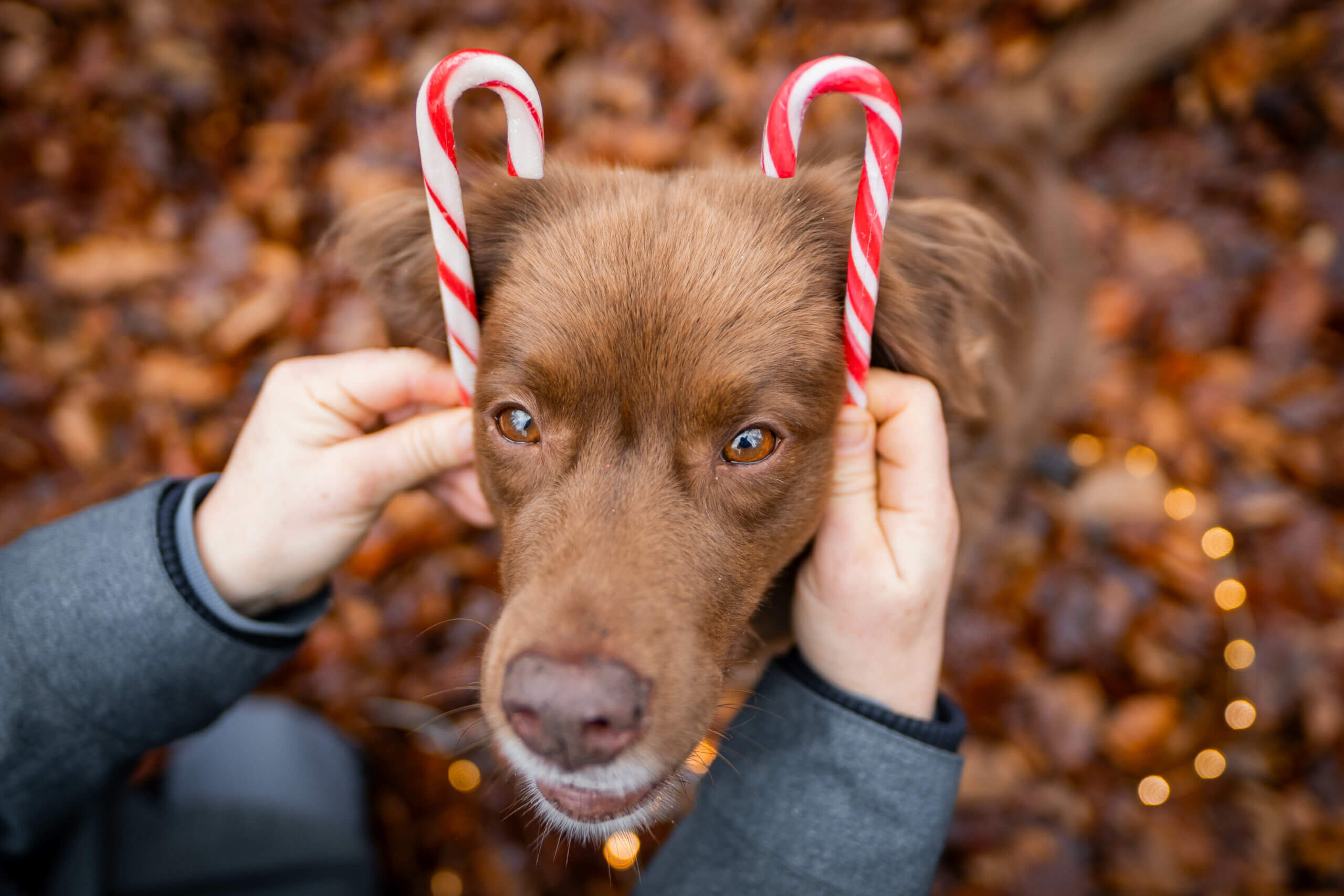 Weihnachtsfotos mit Hund