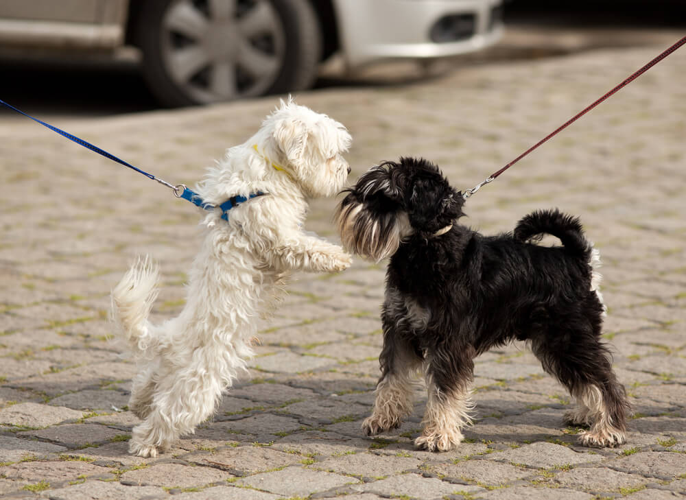 Hundekontakte an der Leine