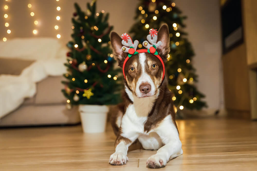 Weihnachtsfotos mit Hund Ideen Inspiration