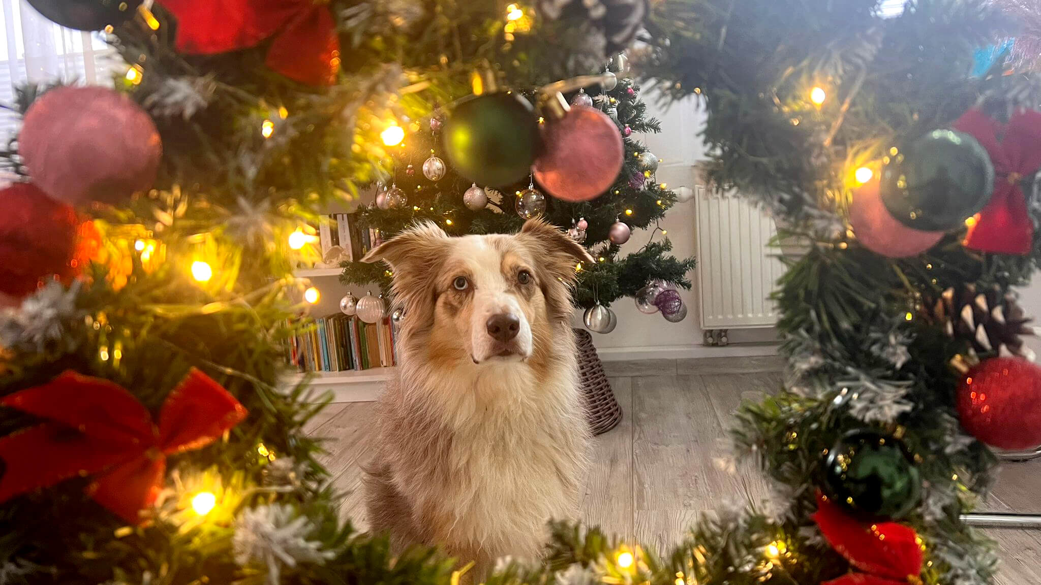 Weihnachtsfotos mit Hund
