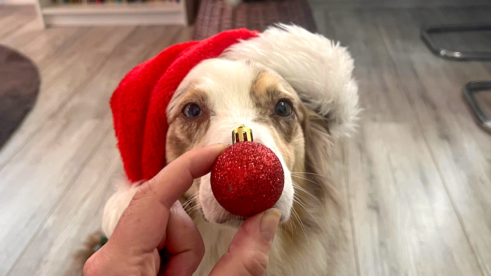 Rote Rudolph Nase