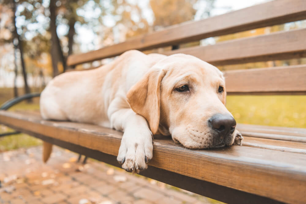 Schmerzen beim Hund am Blick erkennen