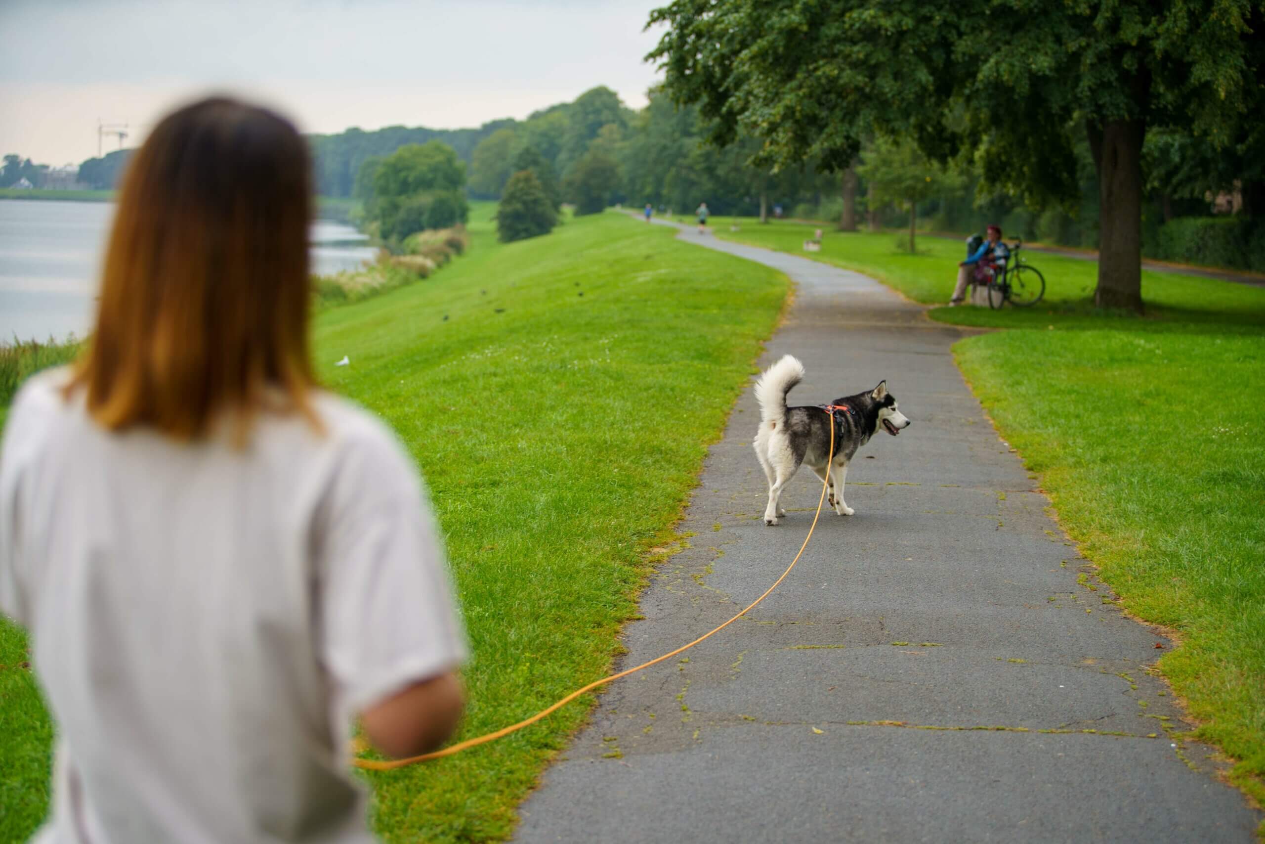 Radiustraining mit Hund Trainingstipps