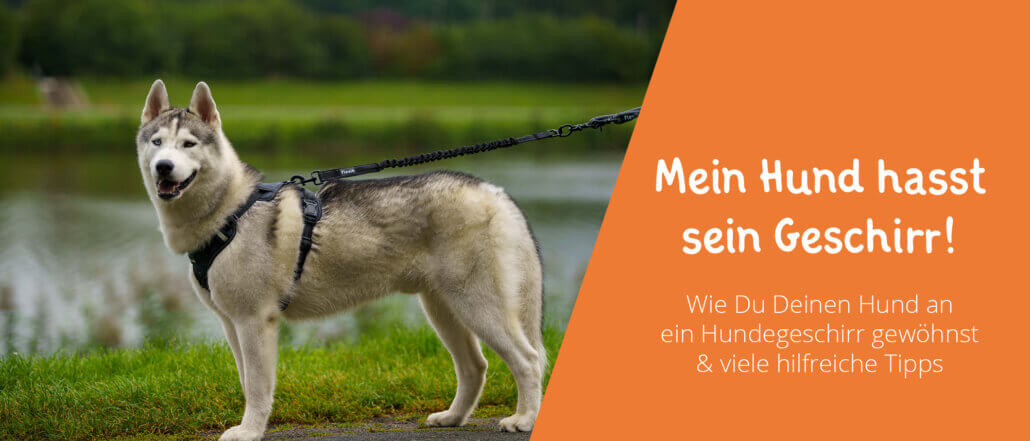 Hund Geschirr anziehen Tipps