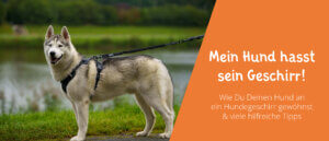 Hund Geschirr anziehen Tipps
