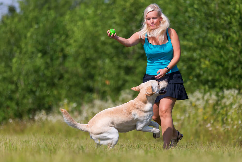 Balljunkie Hund Trainingstipps Erfahrungen