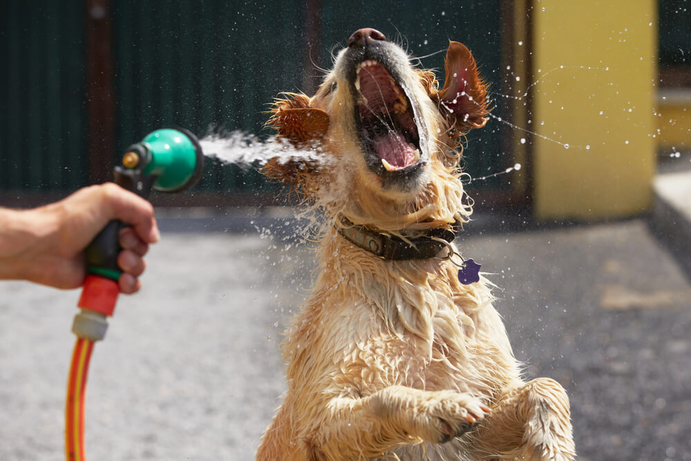 Suchtverhalten beim Hund Gartenschlauch Wasser