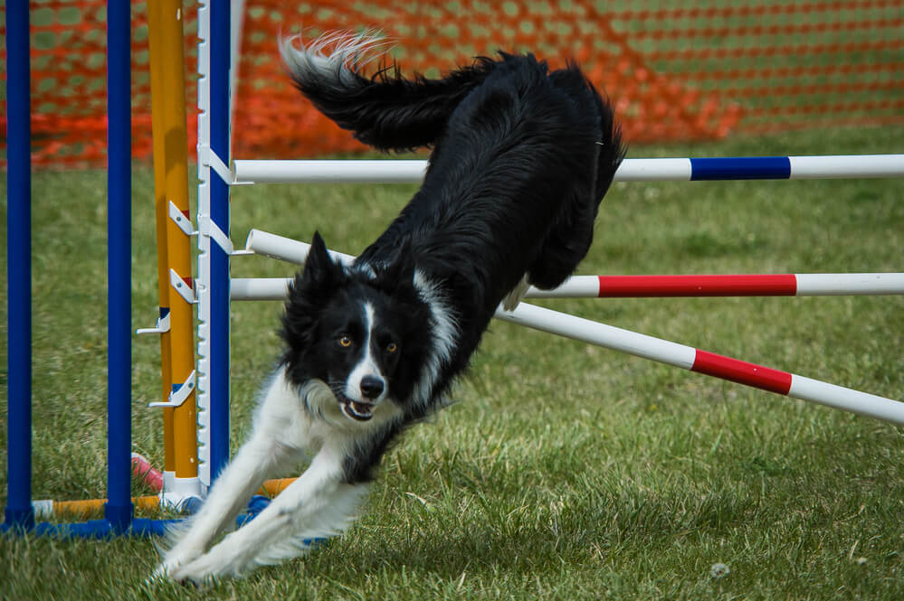 Erwartungshaltung beim Hund im Hundesport