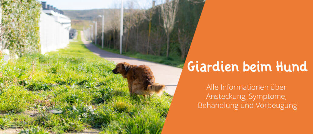 Giardien beim Hund Symptome, Behandlung, Vorbeugung, Tipps