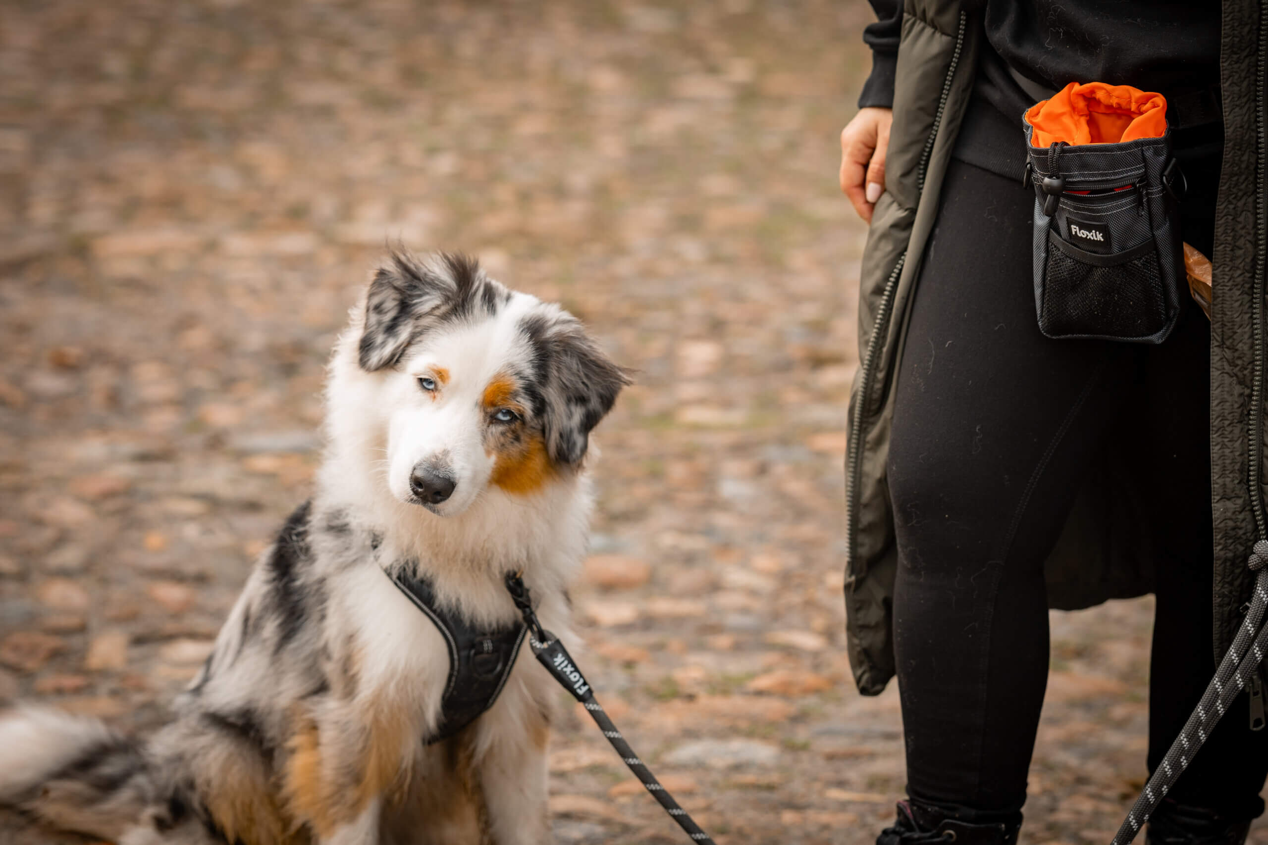 Weibliche Hundenamen mit L Layla