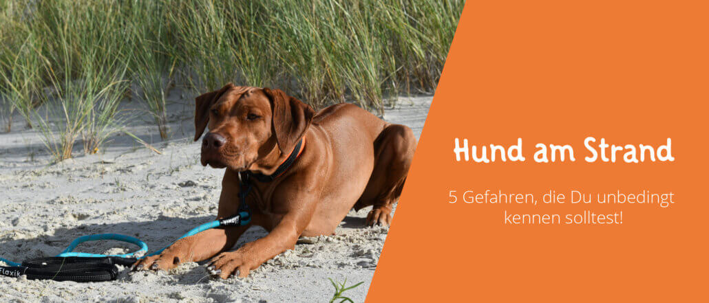 Hund am Strand Gefahren