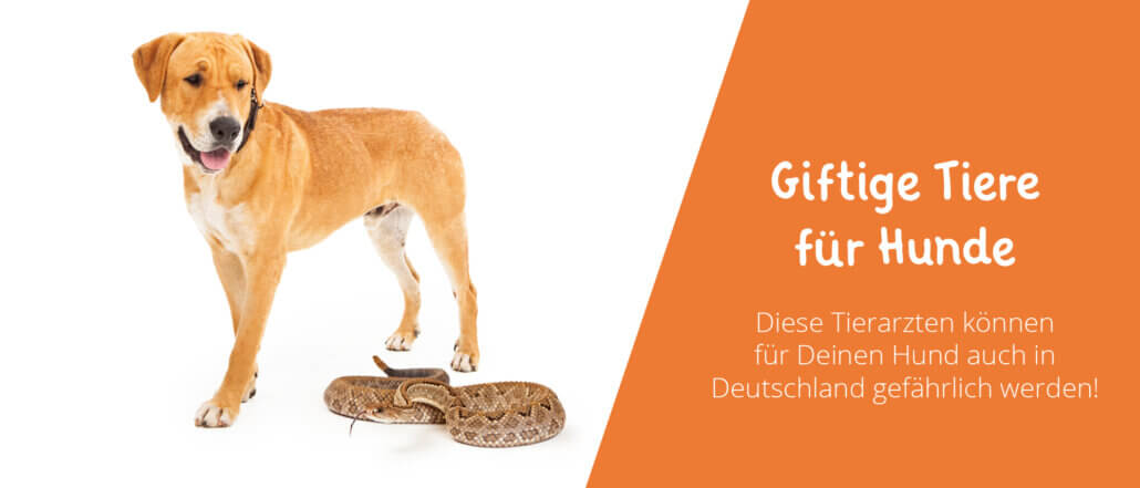 Giftige Tiere für Hunde in Deutschland