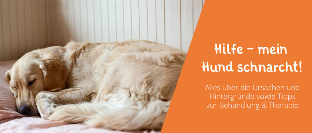 Hund schnarcht