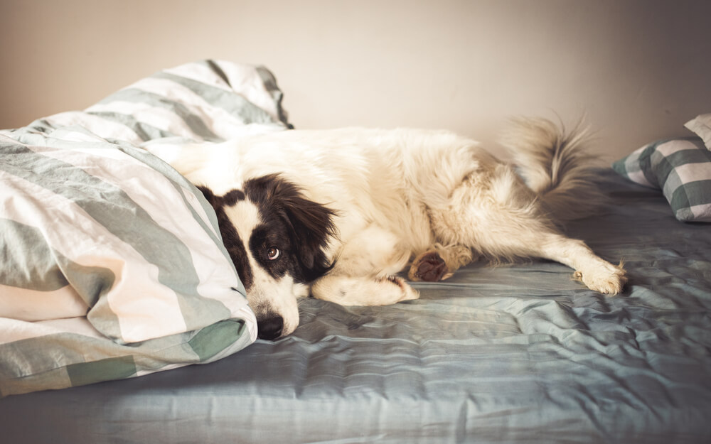Hunde träumen