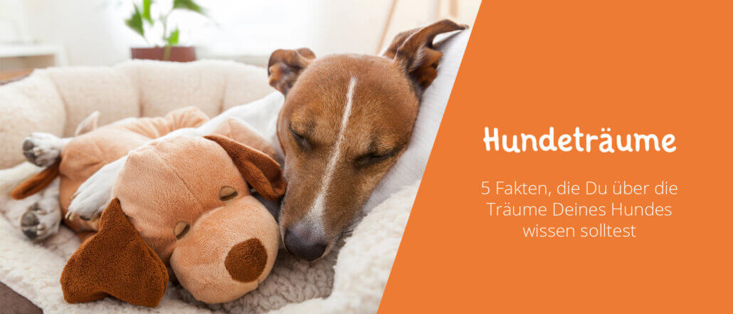Hunde träumen