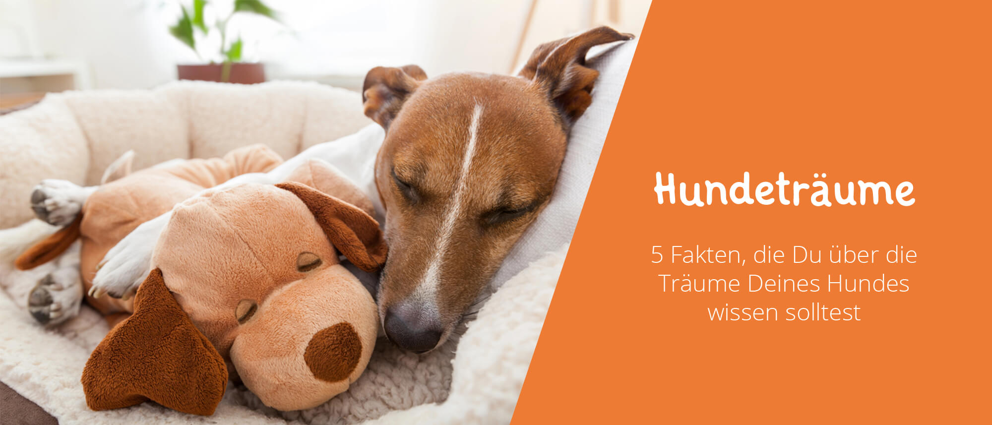 Ist Es Gut Wenn Hunde Träumen www.floxik.de