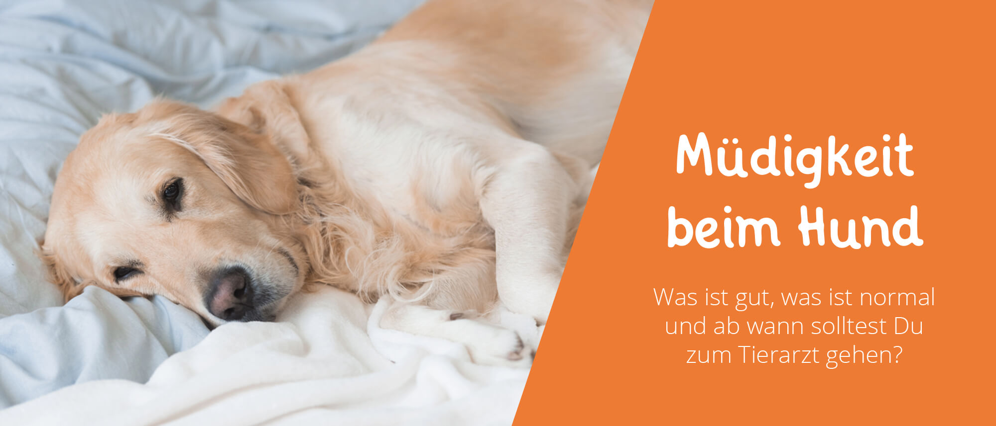 Müdigkeit beim Hund - was ist normal und was nicht? - Floxik Premium