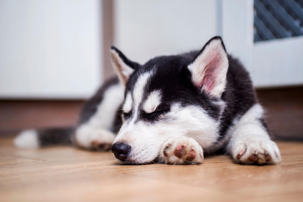 Müdigkeit beim Hund
