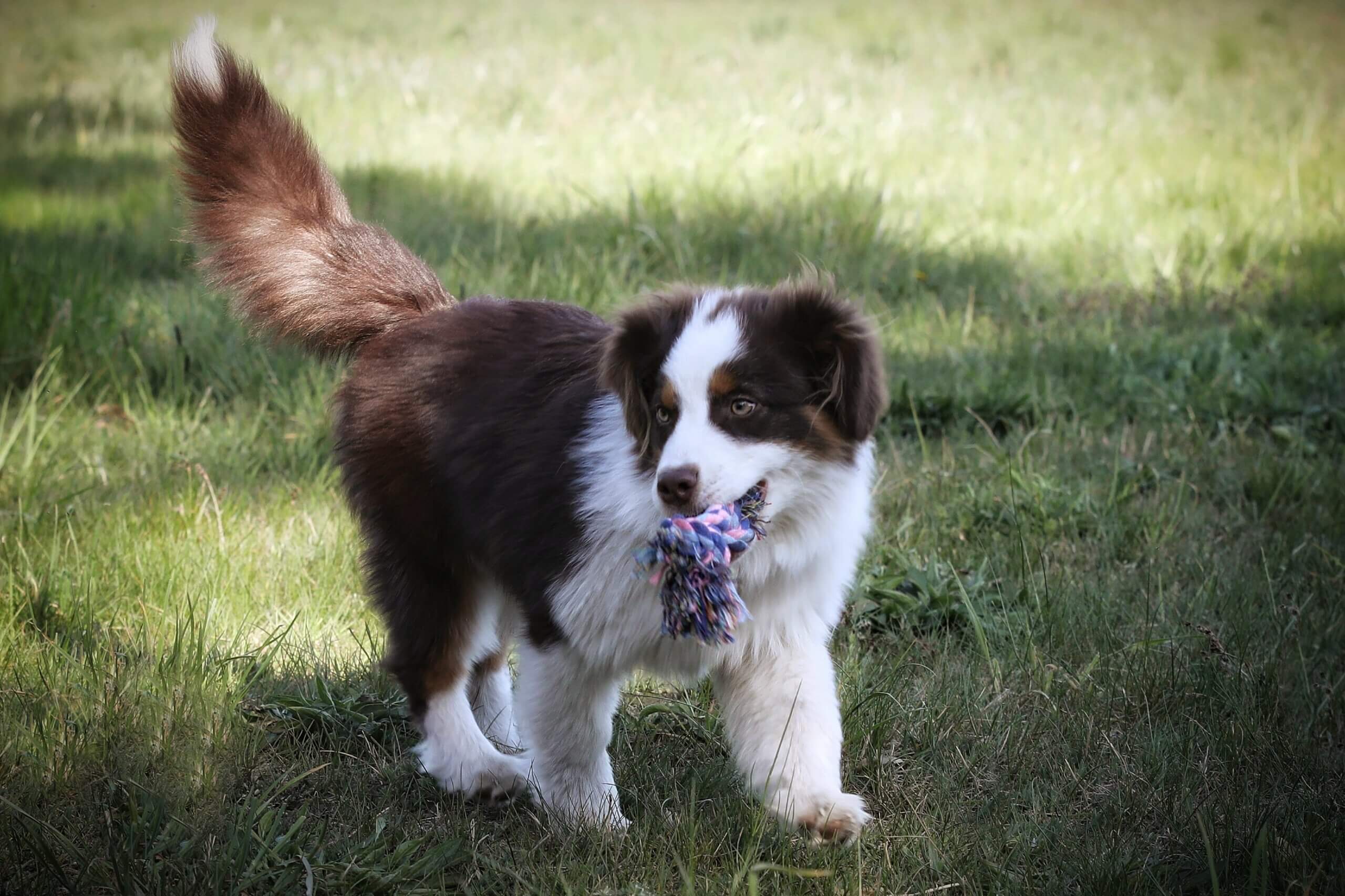 Ressourcenverteidigung Hund verteidigt Spielzeug