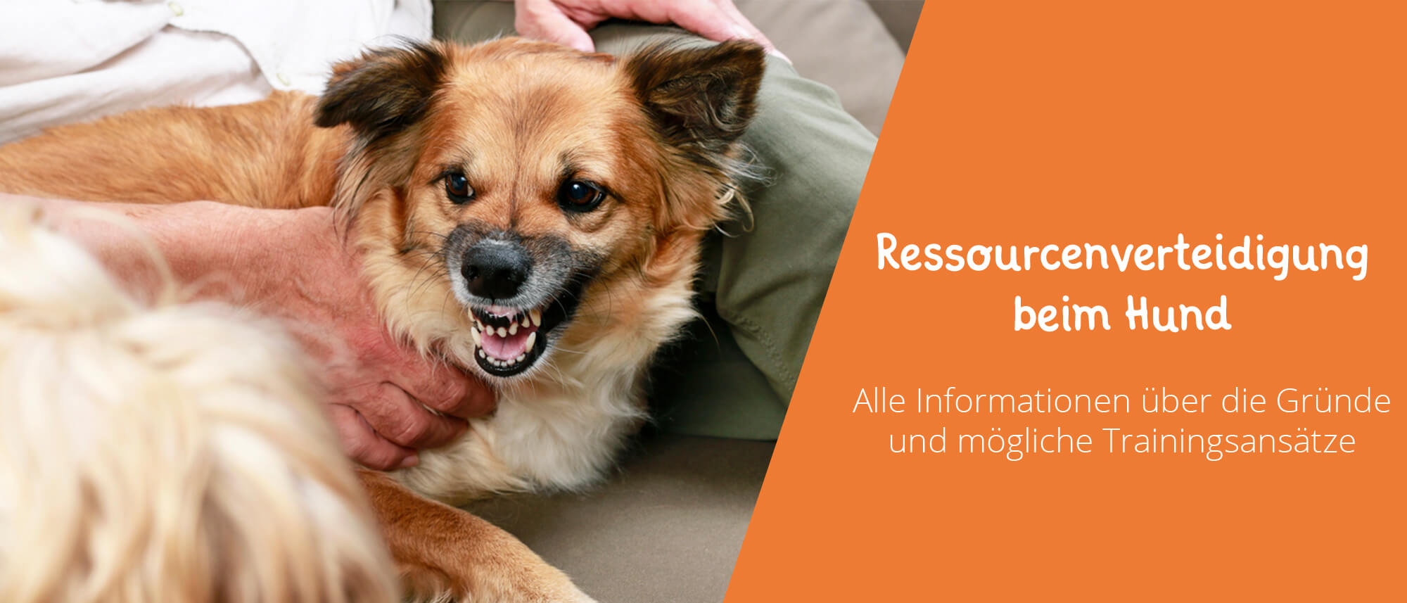 Ressourcenverteidigung beim Hund - das gehört alles mir!