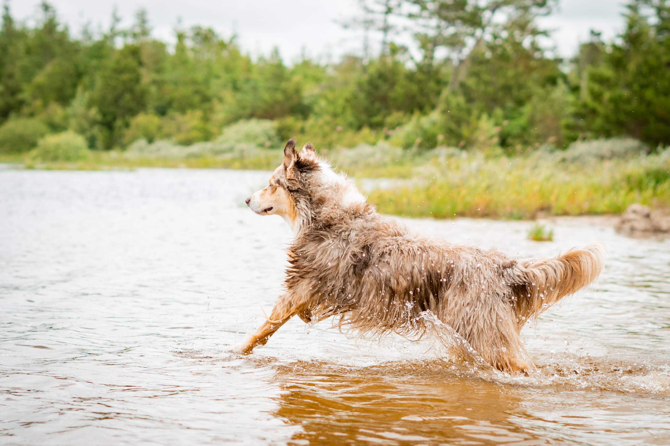 Wasserrute beim Hund Tipps