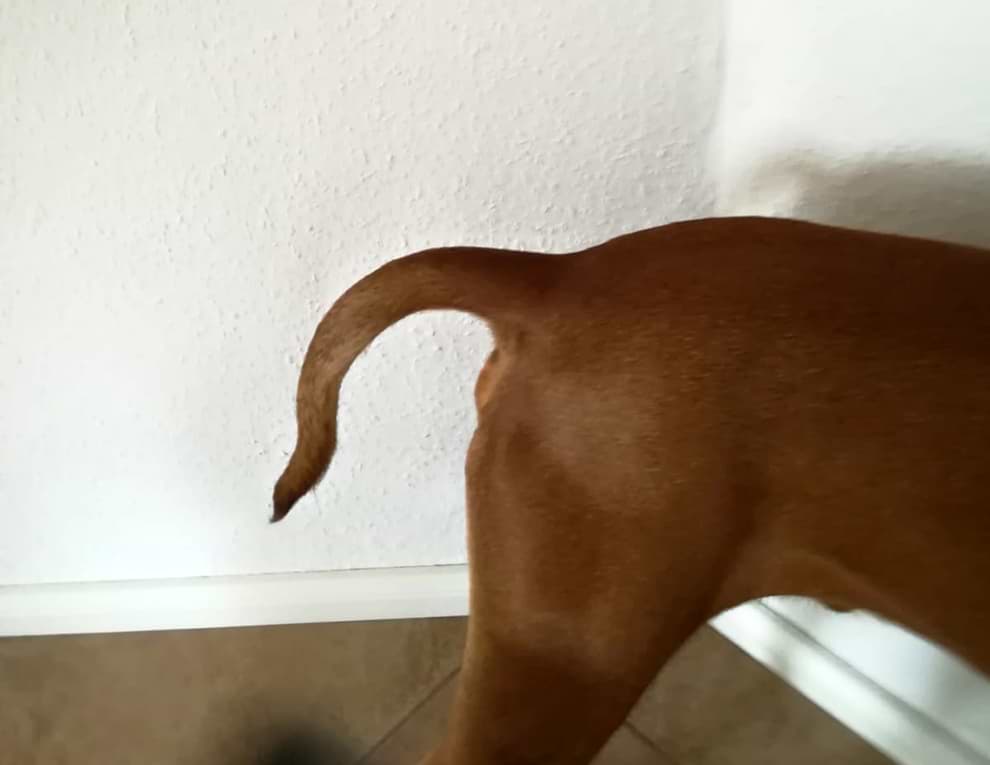 Wasserrute beim Hund Beispielbild