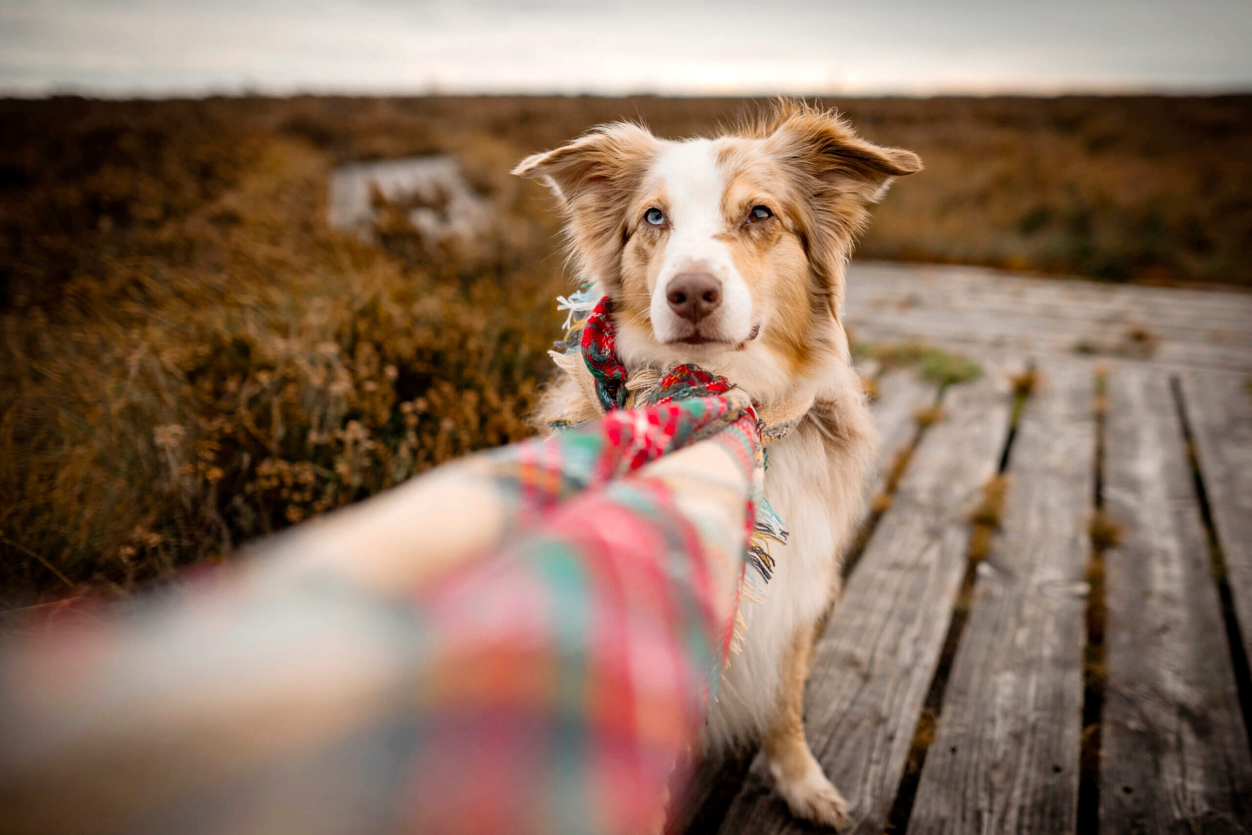 Herbstfotos mit Hunden Tipps Inspirationen