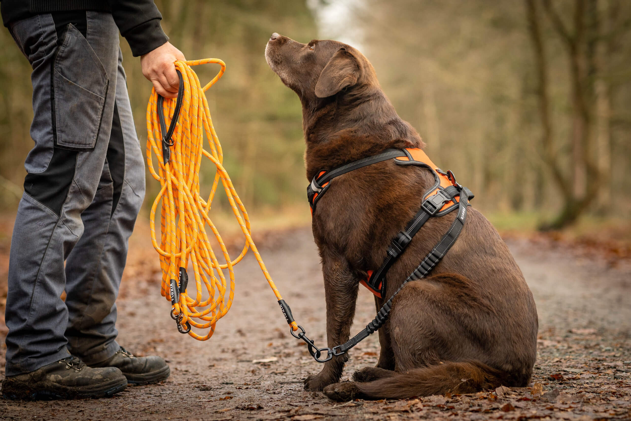 Demenz bei Hunden