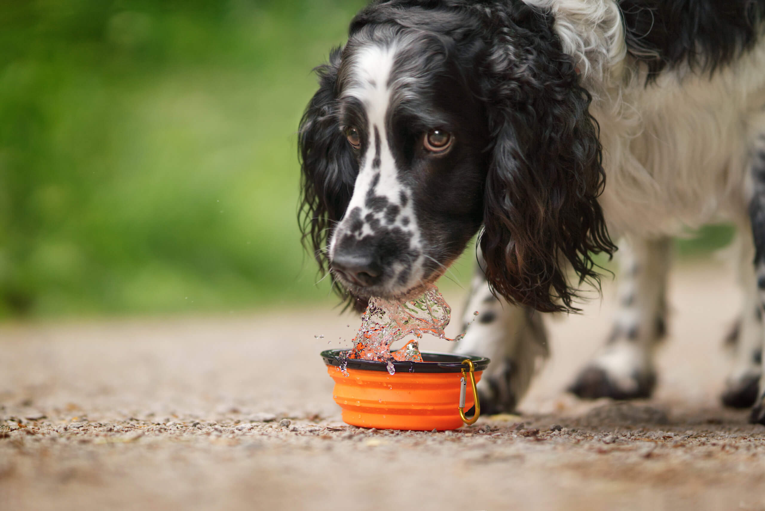 Immunsystem beim Hund stärken durch Flüssigkeit