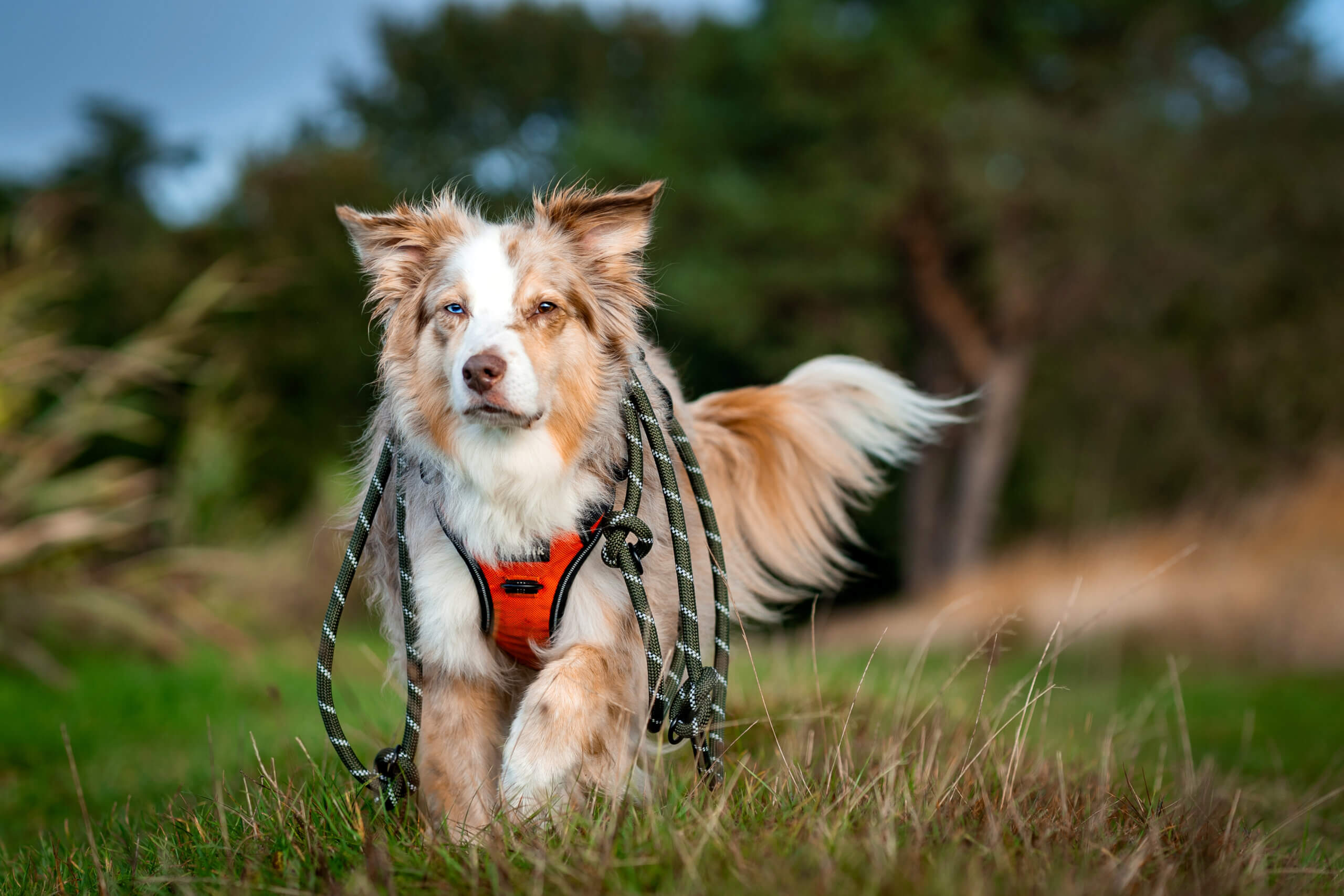 Demenz bei Hunden