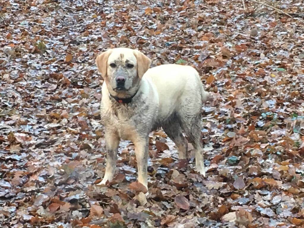 Immunsystem beim Hund stärken