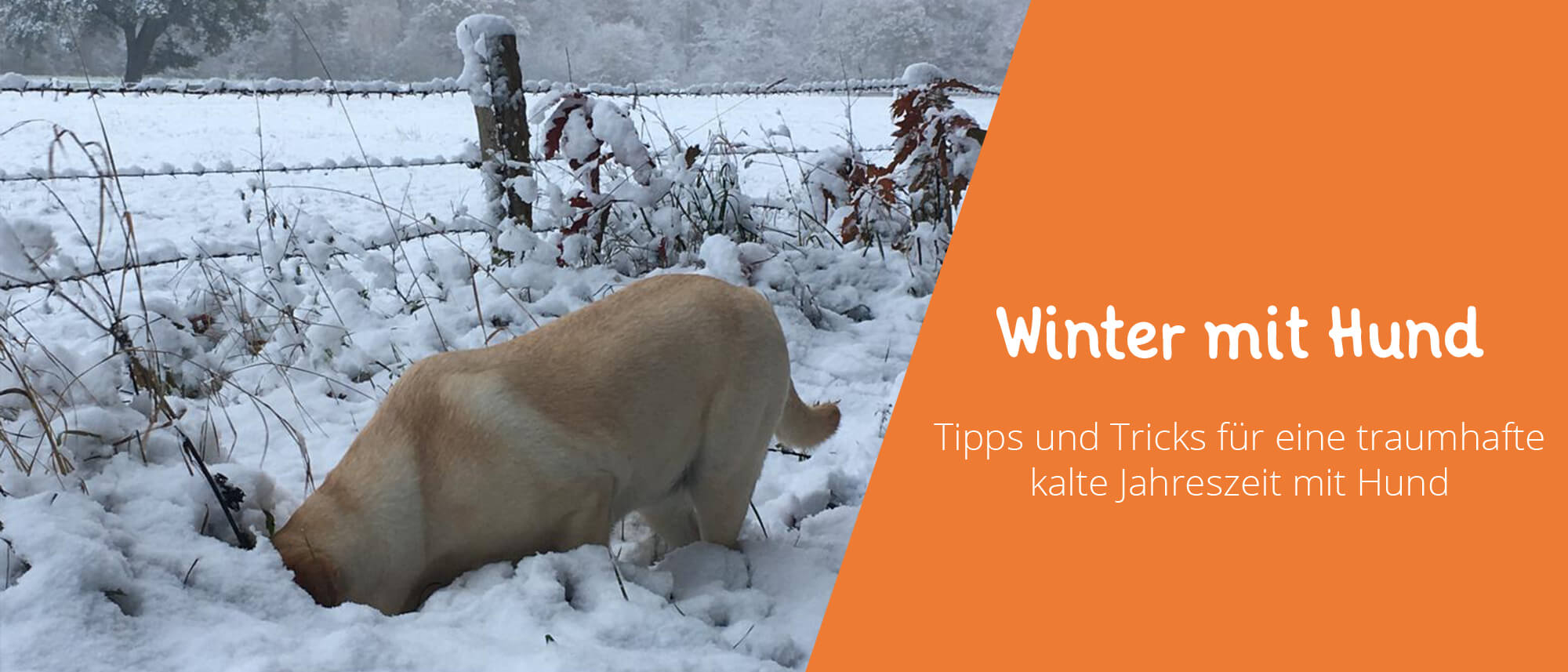 Winter Mit Winter mit Hund - die perfekte Winterroutine für Vierbeiner - Floxik ...