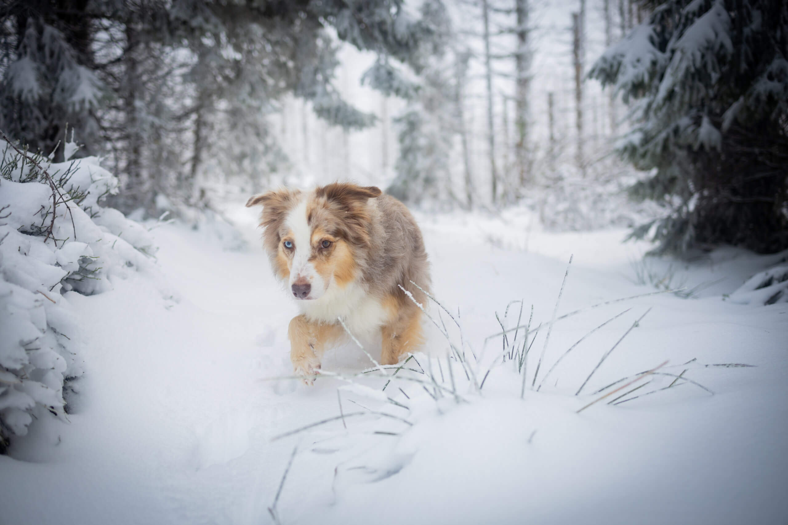 Winter mit Hund 