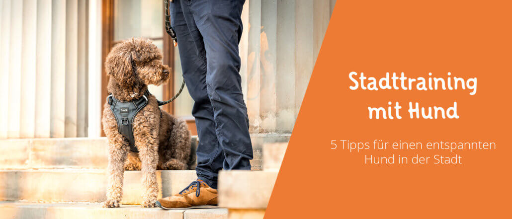 Stadttraining mit Hund